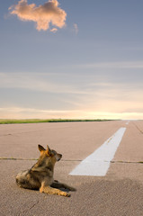 The dog sees off in a way on a runway