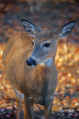 deer