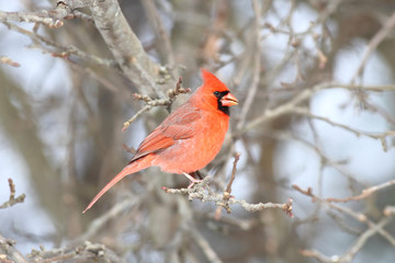 Cardinal On A Perch