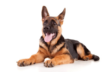 German Shepherd dog