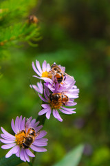 Lillian Lake Peter Lougheed Provincial Park