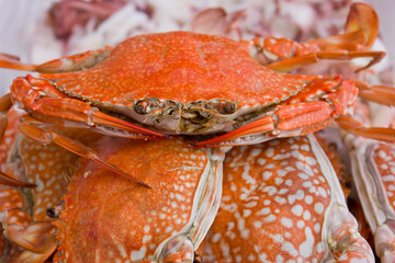 Sea crab