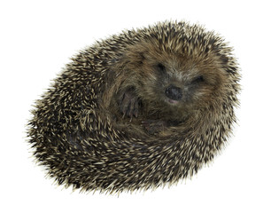rolled-up hedgehog in white back