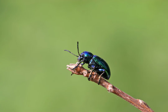 a leaf beetle has a rest
