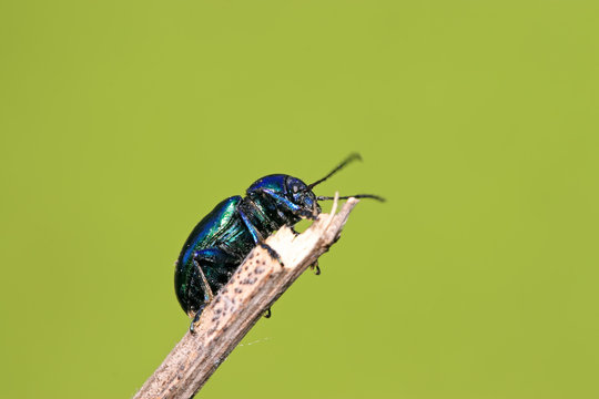 a leaf beetle has a rest