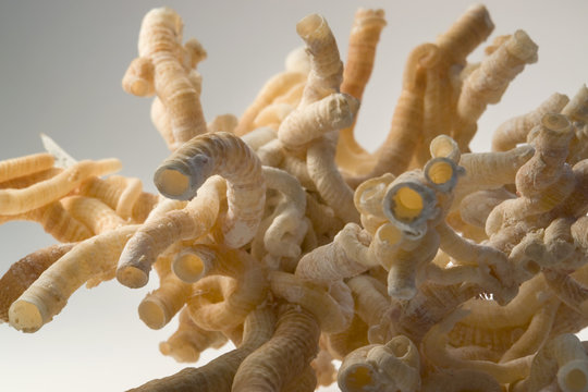 serpulid worm tubes