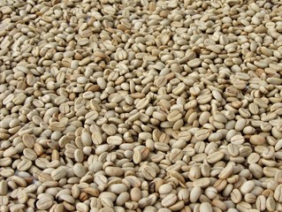 coffee beans with skins removed drying in the sun