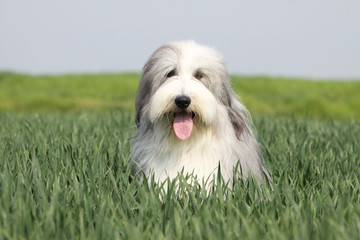 bearded collie on the fields