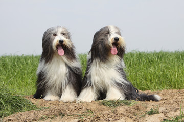 couple de bearded collies assis dans les champs