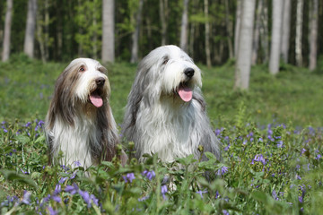 couple de bearded collie assis dans l'herbe