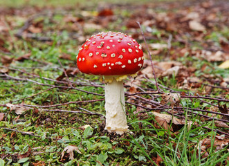 Fly Agaric Fungi amongst fallen leaves