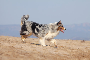 berger australien blue merle sur le sable