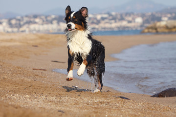 berger australien sur ses gardes