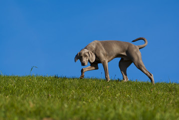 Weimaraner