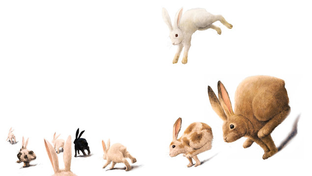 ウサギの群れ © ryooota