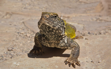 Uromastyx geyri