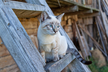 Сиамский кот на лестнице