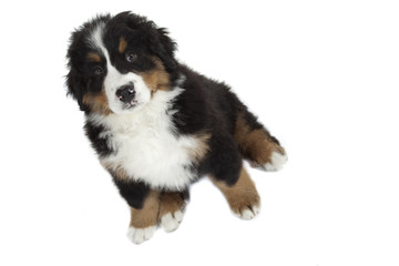 chiot bouvier bernois super craquant