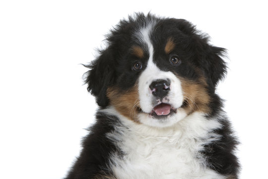 portrait attendrissant du chiot bouvier bernois