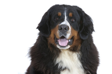 portrait d'un bouvier bernois adulte