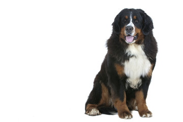 majestueux bouvier bernois assis de face