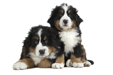 couple de chiots bouviers bernois