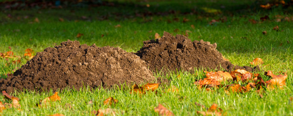 Maulwurfh&uuml;gel (Talpa europaea)