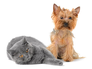 cat and dog