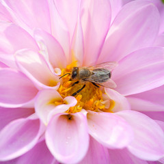 Bee and pink Dhalia