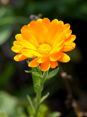Pot marigold