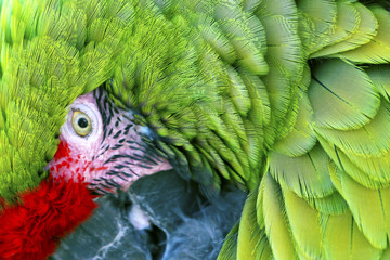 Green Red Feathers Military Macaw Close Up
