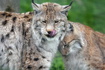 Lynx d'Europe