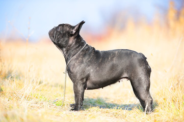 French Bulldog