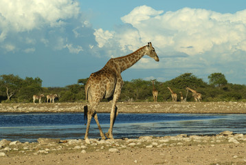 girafe au point d'eau
