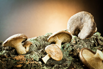 mushrooms on bark