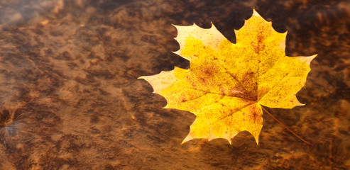 schwimmendes Herbstblatt