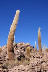 Isla del Pescado, Salar de Uyuni, Bolivia