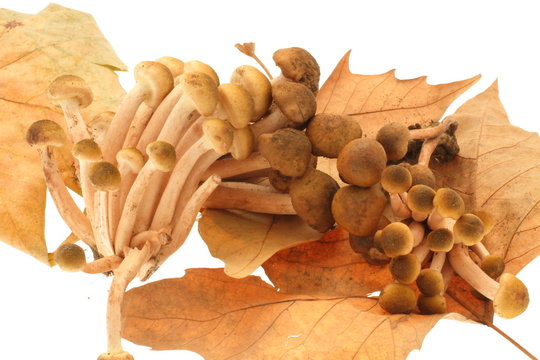 「Chiodini」の写真素材 | 698件の無料イラスト画像 | Adobe Stock