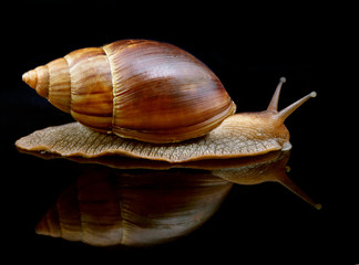 Big snail move forward with mirror