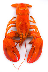 Lobster