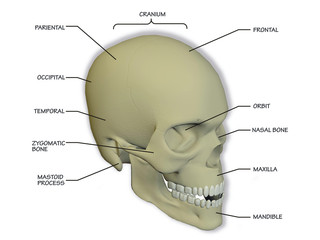 human skull diagram © westwindgraphics