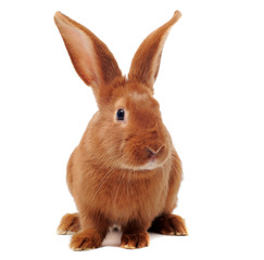 young rabbit