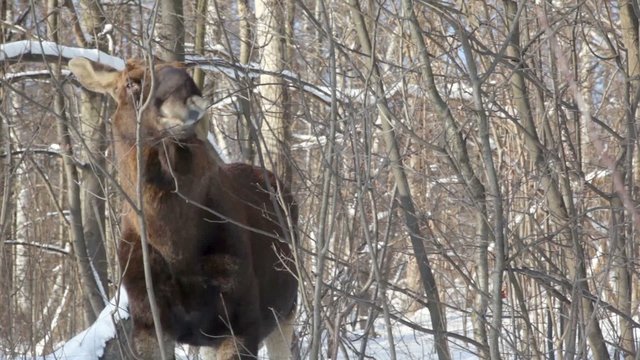 Elk stand and eat buds from shrubs at woods in winter day