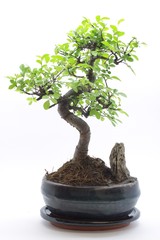 Bonsai
