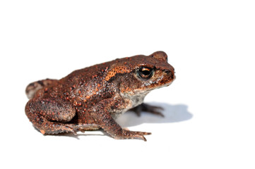 Kröte