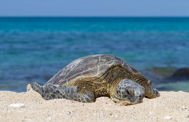 Green Sea Turtle chilling