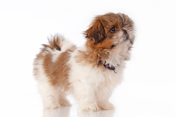 Shihtzu Welpe