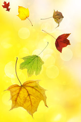 Autumn leaves