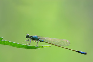 damselflies