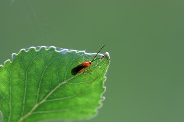 a kind of bees insects